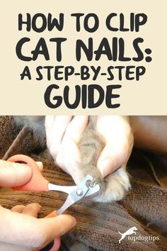 someone is cutting up the nails on their cat's feet with scissors, and text overlay reads how to clip cat nails as step - by - step guide