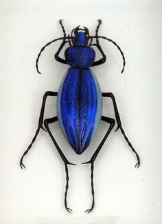 a blue bug sitting on top of a white wall