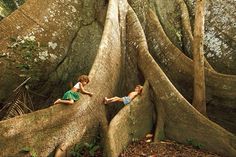 two young children climbing up the side of a giant tree