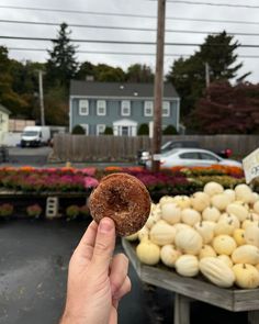 Apple cider donuts Apple Cider Donuts, Fall Apples, Fall Inspo, Autumn Cozy