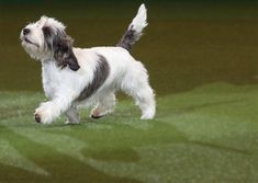 a small white and brown dog walking across a field