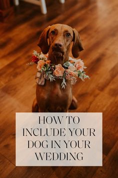 Bride and groom's dog poses for photos during elopement day in Michigan. Dog Attire For Wedding, Great Dane Wedding, Dogs In Weddings Ceremony, Wedding Invitation With Dog, How To Incorporate Dogs Into Wedding, Dogs At Weddings Ideas