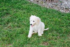 a small white dog sitting in the grass