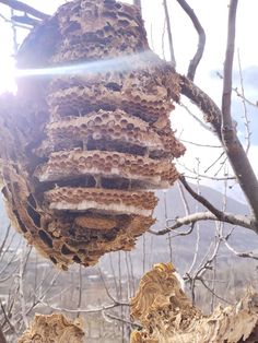 a bunch of bees hanging from a tree in the sun with their nests still attached