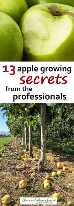 apples growing in the ground with text overlay that reads 13 apple growing secrets from the professionals