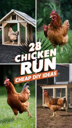 chicken run cheap diy ideas