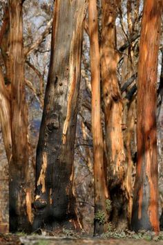 an elephant standing in the middle of a forest filled with tall, thin tree trunks