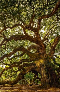 an old tree in the middle of a forest with lots of leaves on it's branches