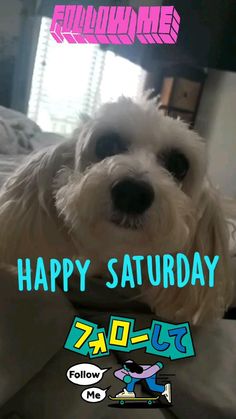 a small white dog sitting on top of a bed next to a poster with the words happy saturday