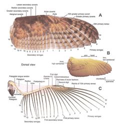 an owl's skeleton and its parts labeled