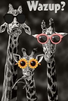 three giraffes wearing sunglasses with the words wazup?