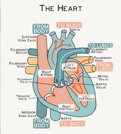 heart, cardiology, cardiac, heart diagram Heart Blood Flow Diagram, Anatomy Of Heart, Diagram Of The Heart, Chambers Of The Heart, Doctor Things, Muscles In The Body, Visual Learner