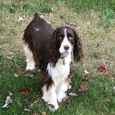 a brown and white dog standing on top of a lush green grass covered field next to leaves