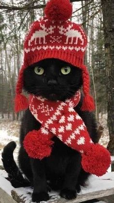 a black cat wearing a red and white knitted hat and scarf sitting on a bench