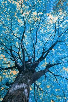 an upward view of a tree with blue leaves