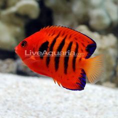 an orange and black fish swimming in the water