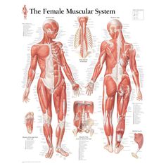 the female muscular system is shown in this diagram