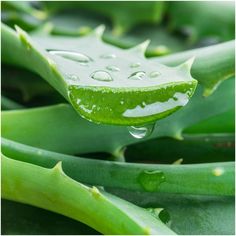 a green plant with water droplets on it