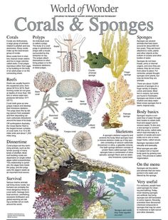 the world of wonder corals and sponges is featured in an article on marine life