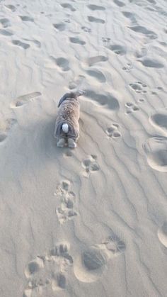 a dog is walking in the sand with his paw prints on it's side