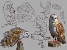 several different kinds of owls sitting on top of wooden posts with their wings spread out