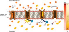 the structure of an animal's cell is shown in this diagram, and shows how it