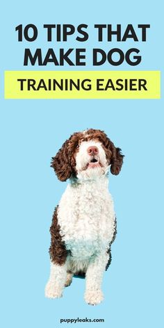 Puppy Einstein: Start Brain Training from Day One Being Consistent, Dog Training Advice, Dog Care Tips, Pet Care Tips, Dog Obedience, Brain Training