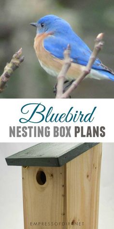 bluebird nesting box plans are easy to make and perfect for birds in the backyard