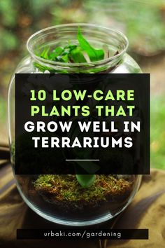 a glass jar filled with plants on top of a table