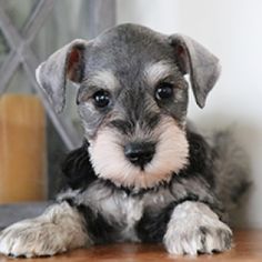 a small gray and white dog laying on top of a wooden floor next to a wall