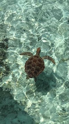 a sea turtle swimming in clear blue water