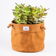 a small potted plant sitting inside of a brown cloth bag on a white background