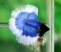 a blue and white siamese fish sitting on top of a glass window sill