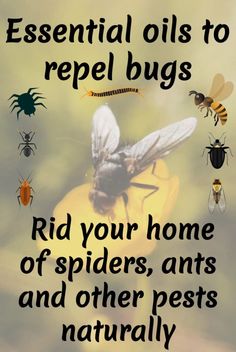 bees and other pests on a flower with the words essential oils to repel bugs