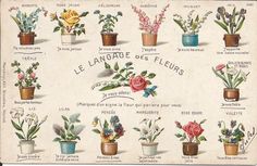 an old french postcard shows different flowers in potted plant sizes and colors, from the beginning to the end of the 20th century