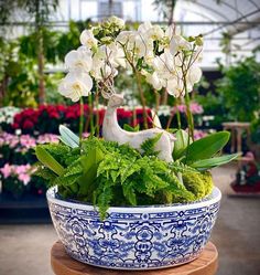 a blue and white bowl filled with plants