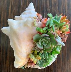 an arrangement of succulents on a wooden table