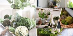 a collage of photos with flowers, plants and other things to decorate the table