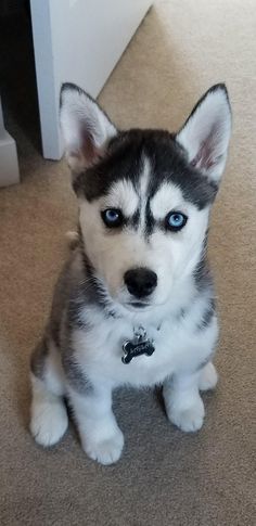 a husky puppy with blue eyes sitting on the floor in front of a white door