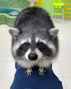 a raccoon is standing on top of a blue piece of clothing and looking at the camera