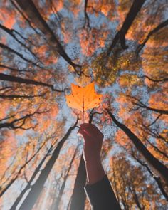 a person holding up a leaf in front of trees with autumn leaves on them and the sun shining through