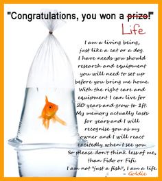 a goldfish in a bag with the caption congratulations you won a prize life