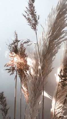 tall grass blowing in the wind on a sunny day