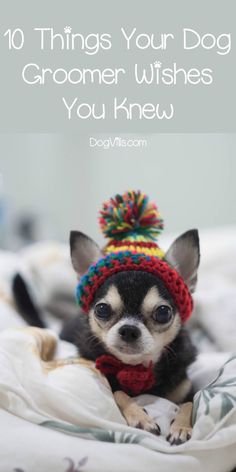 a small dog wearing a colorful hat and scarf with text overlay that reads 10 things your dog groomer wishes you knew