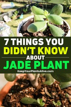 a potted plant with the words 7 things you didn't know about jade plant