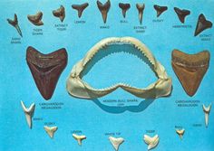 an image of different types of teeth and jawbones from the early 20th century