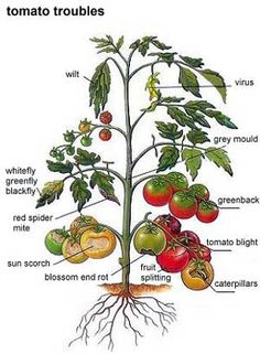 the parts of a tomato plant