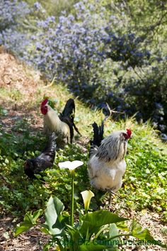 three chickens are standing in the grass near some flowers and bushes, with one chicken looking at the camera