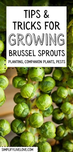 brussel sprouts hanging from the ceiling with text overlaying tips and tricks for growing brussel sprouts