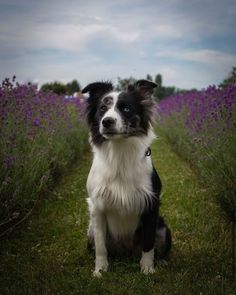 a black and white dog sitting in the middle of a field with purple flowers behind it